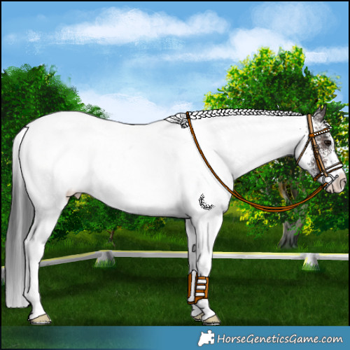 Horse Color:White Spotted Brown 