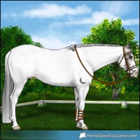 Horse Color:White Spotted Brown