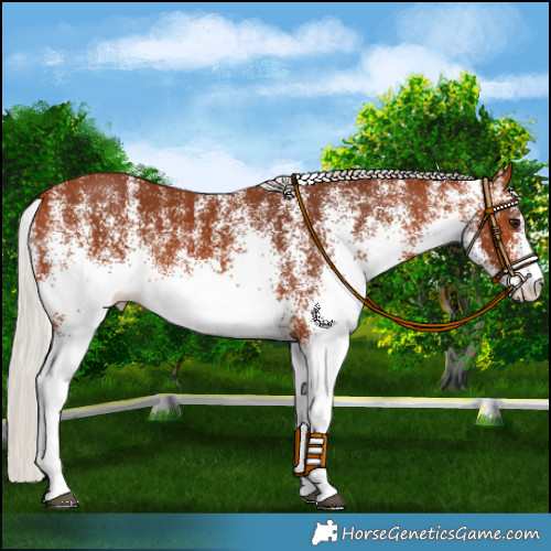 Horse Color:White Spotted Silver Bay 