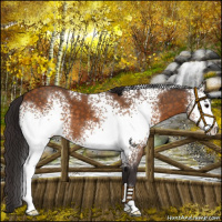 Horse Color:White Spotted Buckskin Sabino
