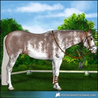 Horse Color:White Spotted Silver Brown