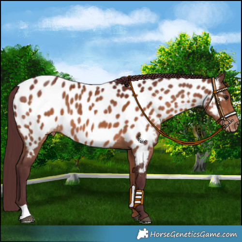 Horse Color:Chocolate Brown Appaloosa