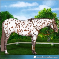 Horse Color:Chocolate Brown Near Leopard 