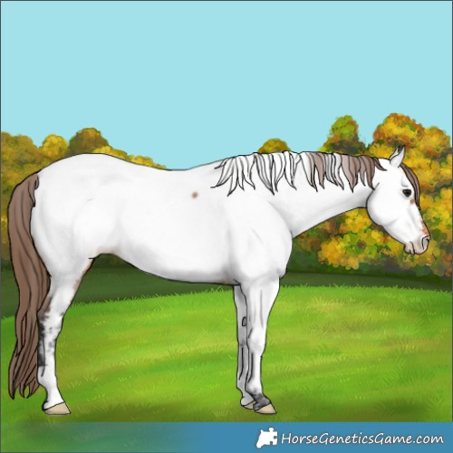 Horse Color:Bay Dun Appaloosa 