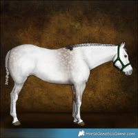 Horse Color:Gray White Spotted Liver Red Dun 