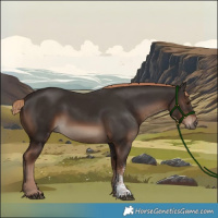 Horse Color:Liver Chestnut Sabino Rabicano 