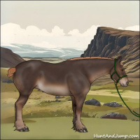 Horse Color:Liver Chestnut Sabino Rabicano 