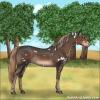 Horse Color:White Spotted Liver Red Roan 
