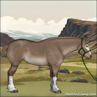 Horse Color:White Spotted Liver Red Dun 