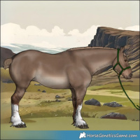 Horse Color:White Spotted Liver Red Dun 