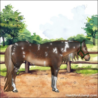 Horse Color:Gray White Spotted Liver Chestnut Tobiano