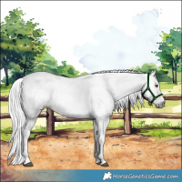 Horse Color:Gray White Spotted Liver Chestnut Tobiano 