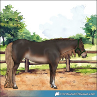Horse Color:Liver Chestnut Sabino 