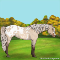 Horse Color:Silver Brown Roan Dun Appaloosa 