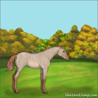 Horse Color:Red Dun Roan 