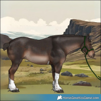 Horse Color:Liver Chestnut Tobiano 