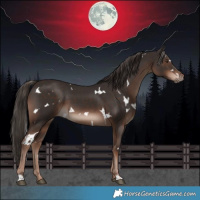 Horse Color:White Spotted Liver Chestnut 