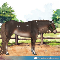 Horse Color:White Spotted Liver Chestnut Tobiano 
