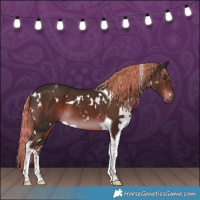 Horse Color:White Spotted Liver Chestnut Tobiano 