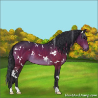 Horse Color:White Spotted Bay