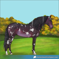 Horse Color:White Spotted Bay 