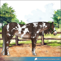 Horse Color:White Spotted Liver Chestnut 