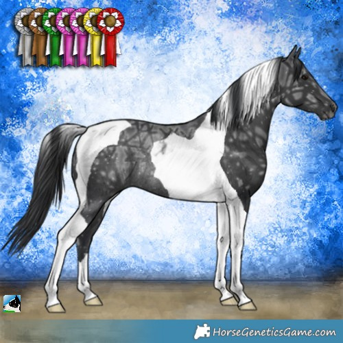 Horse Color:Black Ice Tobiano Rabicano 