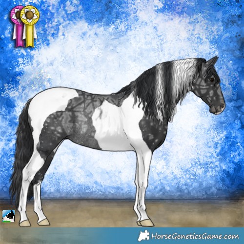 Horse Color:Black Ice Tobiano Rabicano 