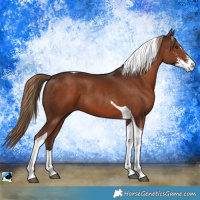 Horse Color:Liver Chestnut Sabino Tobiano