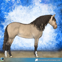 Horse Color:Buckskin Dun 