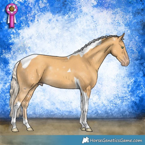 Horse Color:Gold Cream Champagne Tobiano 