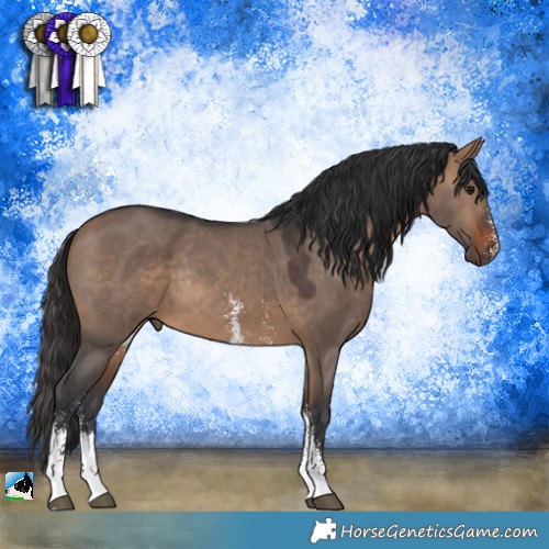 Horse Color:Brown Dun Sabino Rabicano 