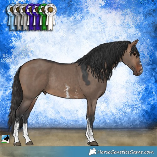 Horse Color:Brown Dun Sabino Rabicano 