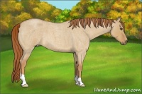 Horse Color:Red Dun Roan 