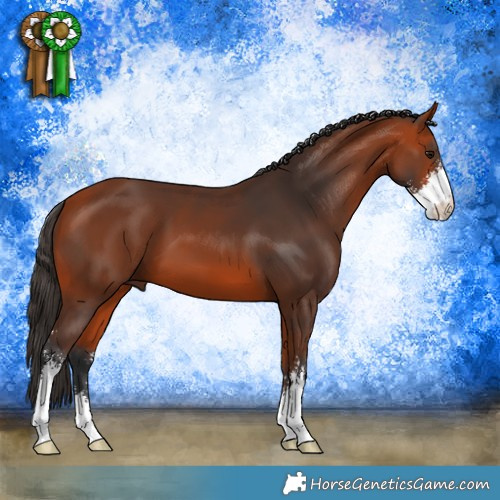 Horse Color:Bay Sabino 