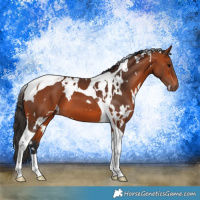 Horse Color:White Spotted Bay Tobiano