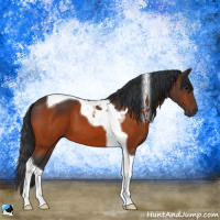 Horse Color:Bay Tobiano 
