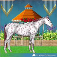 Horse Color:Liver Red Dun Sabino Near Leopard Rabicano