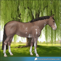 Horse Color:Liver Red Dun Sabino 