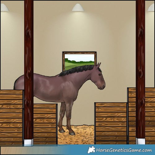 Horse Color:White Spotted Liver Red Dun Rabicano