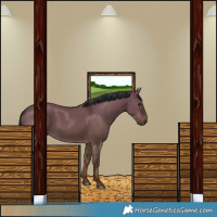 Horse Color:White Spotted Liver Red Dun Rabicano 