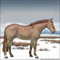 Horse Color:Liver Red Dun Sabino Rabicano 
