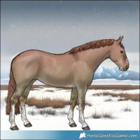 Horse Color:Liver Red Dun Sabino Rabicano 