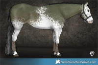 Horse Color:White Spotted Brown Dun 