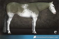 Horse Color:White Spotted Brown Dun 