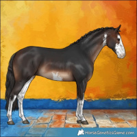 Horse Color:White Spotted Brown 