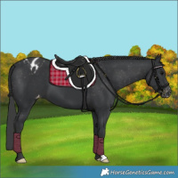 Horse Color:Black Appaloosa