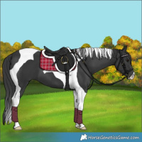 Horse Color:Black Tobiano 