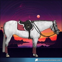 Horse Color:Blue Roan Appaloosa 