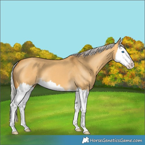 Horse Color:Silver Buckskin Dun Splash 